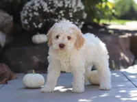 Cruz, a male Lagotto Romagnolo for sale in Millersburg, OH – 4 of 5