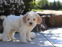 Cruz, a male Lagotto Romagnolo for sale in Millersburg, OH – 5 of 5