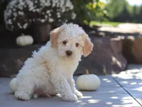 Cruz, a male Lagotto Romagnolo for sale in Millersburg, OH – 3 of 5