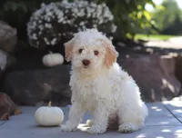 Cruz, a male Lagotto Romagnolo for sale in Millersburg, OH – 2 of 5