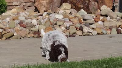 Riley, a male Lagotto Romagnolo for sale in Millersburg, OH – 10 of 10