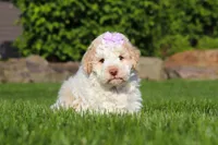 Kaylee, a female Lagotto Romagnolo for sale in Millersburg, OH – 3 of 7