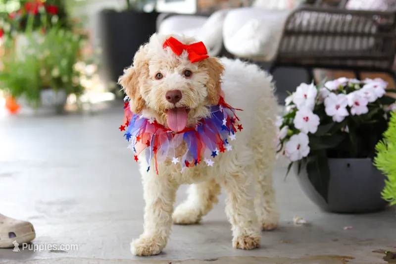 Kaylee – Lagotto Romagnolo puppy for sale in Millersburg, OH