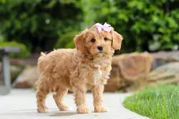 Hazel, a female Cavapoo for sale in Millersburg, OH – 6 of 6