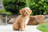 Hazel, a female Cavapoo for sale in Millersburg, OH – 3 of 6