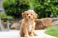 Hazel, a female Cavapoo for sale in Millersburg, OH – 2 of 6