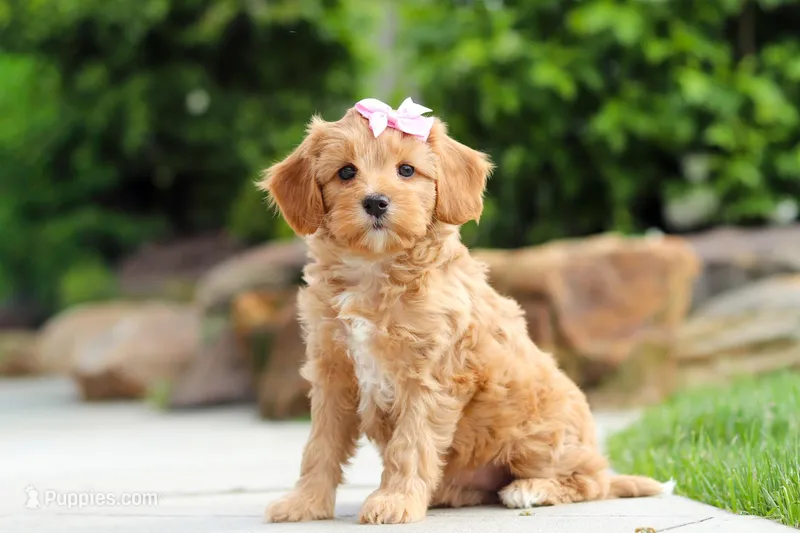 Hazel – Cavapoo puppy for sale in Millersburg, OH