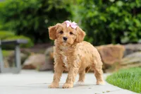 Hazel, a female Cavapoo for sale in Millersburg, OH – 5 of 6