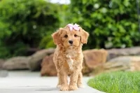 Hazel, a female Cavapoo for sale in Millersburg, OH – 4 of 6