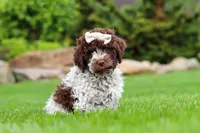 Layla, a female Lagotto Romagnolo for sale in Millersburg, OH – 5 of 5