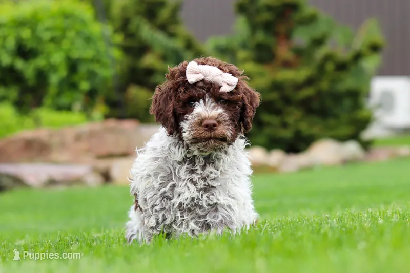 Layla – Lagotto Romagnolo puppy for sale in Millersburg, OH