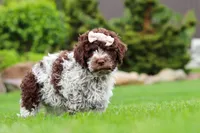 Layla, a female Lagotto Romagnolo for sale in Millersburg, OH – 3 of 5