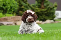 Layla, a female Lagotto Romagnolo for sale in Millersburg, OH – 4 of 5