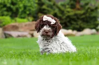 Layla, a female Lagotto Romagnolo for sale in Millersburg, OH – 2 of 5