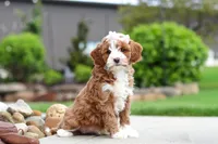 Peaches, a female Cavapoo for sale in Millersburg, OH – 8 of 8