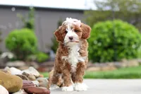 Peaches, a female Cavapoo for sale in Millersburg, OH – 2 of 8