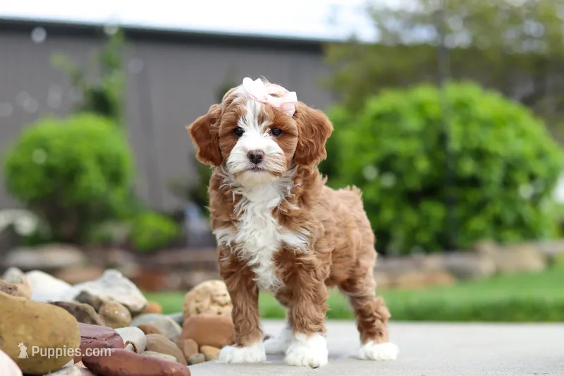 Peaches – Cavapoo puppy for sale in Millersburg, OH
