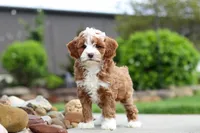 Peaches, a female Cavapoo for sale in Millersburg, OH – 1 of 8