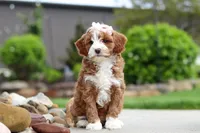 Peaches, a female Cavapoo for sale in Millersburg, OH – 5 of 8