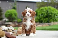 Peaches, a female Cavapoo for sale in Millersburg, OH – 7 of 8