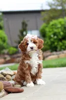 Peaches, a female Cavapoo for sale in Millersburg, OH – 6 of 8