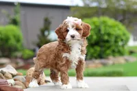 Peaches, a female Cavapoo for sale in Millersburg, OH – 3 of 8