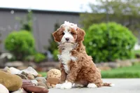Peaches, a female Cavapoo for sale in Millersburg, OH – 4 of 8