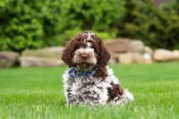Cash, a male Lagotto Romagnolo for sale in Millersburg, OH – 2 of 5