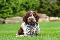 Cash, a male Lagotto Romagnolo for sale in Millersburg, OH – 1 of 5