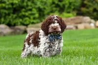 Cash, a male Lagotto Romagnolo for sale in Millersburg, OH – 5 of 5
