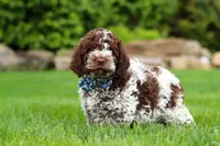 Cash, a male Lagotto Romagnolo for sale in Millersburg, OH – 4 of 5