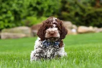 Cash, a male Lagotto Romagnolo for sale in Millersburg, OH – 3 of 5