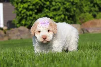 Kaylee, a female Lagotto Romagnolo for sale in Millersburg, OH – 6 of 7