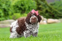 Maisie, a female Lagotto Romagnolo for sale in Millersburg, OH – 6 of 7