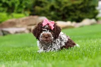Maisie, a female Lagotto Romagnolo for sale in Millersburg, OH – 5 of 7