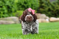 Maisie, a female Lagotto Romagnolo for sale in Millersburg, OH – 7 of 7