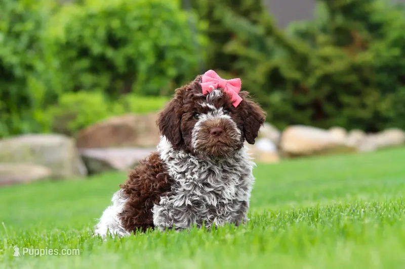 Maisie – Lagotto Romagnolo puppy for sale in Millersburg, OH