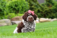 Maisie, a female Lagotto Romagnolo for sale in Millersburg, OH – 1 of 7