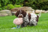 Maisie, a female Lagotto Romagnolo for sale in Millersburg, OH – 4 of 7