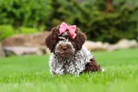 Maisie, a female Lagotto Romagnolo for sale in Millersburg, OH – 2 of 7