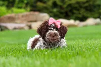 Maisie, a female Lagotto Romagnolo for sale in Millersburg, OH – 3 of 7