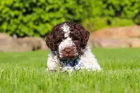 Riley, a male Lagotto Romagnolo for sale in Millersburg, OH – 4 of 10