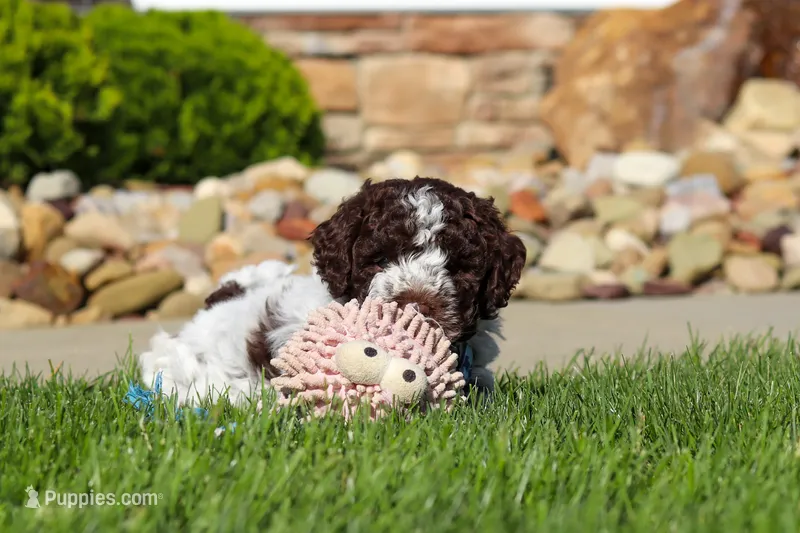 Riley, a male Lagotto Romagnolo for sale in Millersburg, OH – 1 of 10