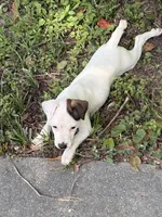 Sassy, a female Jack Russell Terrier for sale in Atlanta, GA – 3 of 4