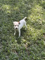 Sassy, a female Jack Russell Terrier for sale in Atlanta, GA – 3 of 5