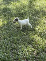 Sassy, a female Jack Russell Terrier for sale in Atlanta, GA – 5 of 5