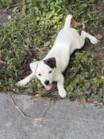Sassy, a female Jack Russell Terrier for sale in Atlanta, GA – 2 of 4