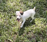 Sassy, a female Jack Russell Terrier for sale in Atlanta, GA – 2 of 5