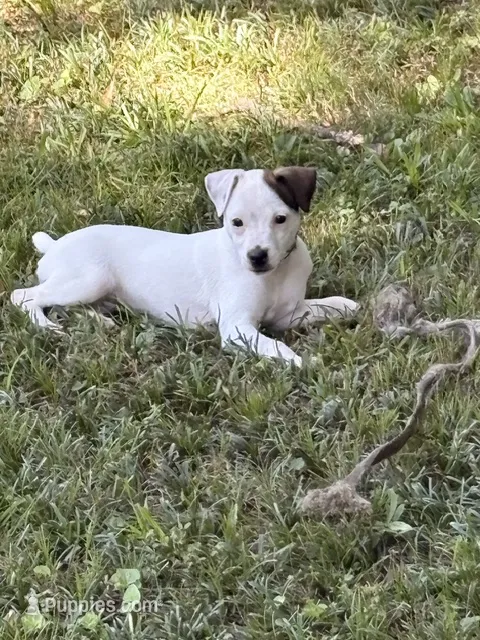 Sassy – Jack Russell Terrier puppy for sale in Atlanta, GA