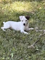 Sassy, a female Jack Russell Terrier for sale in Atlanta, GA – 1 of 4